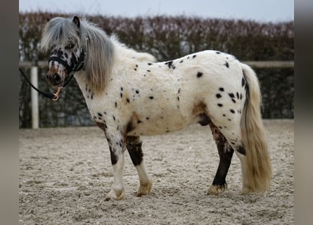 Mini Shetland Pony, Gelding, 2 years, 7,3 hh, Leopard-Piebald