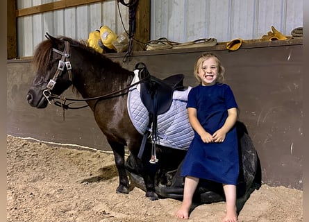 Mini Shetland Pony, Gelding, 4 years, 8,1 hh, Bay-Dark