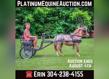 Mini Shetland Pony, Gelding, 5 years, 8.3 hh, Roan-Red