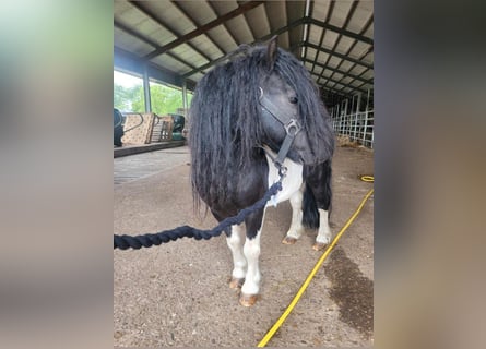 Mini Shetland Pony, Hengst, 11 Jaar, 82 cm, Gevlekt-paard