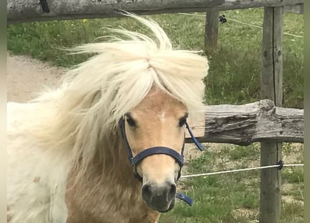Mini Shetland Pony, Hengst, 12 Jahre, 78 cm, Palomino