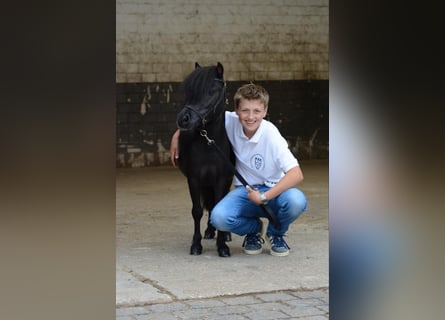 Mini Shetland Pony, Hengst, 12 Jahre, 86 cm