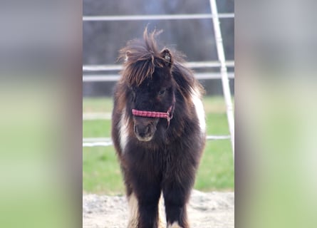 Mini Shetland Pony, Hengst, 1 Jahr, 85 cm, Schecke