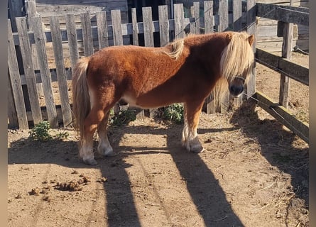 Mini Shetland Pony, Hengst, 20 Jahre, 95 cm, Fuchs