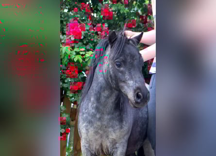 Mini Shetland Pony, Hengst, 2 Jaar, 80 cm, Roan-Blue