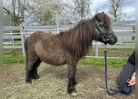 Mini Shetland Pony, Hengst, 2 Jaar, 80 cm, Zwartschimmel