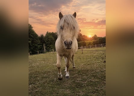 Mini Shetland Pony, Hengst, 3 Jahre, 85 cm, Champagne