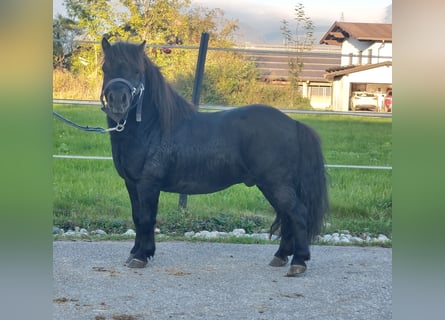Mini Shetland Pony, Hengst, 4 Jahre, 85 cm, Rappe