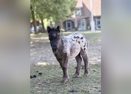 Mini Shetland Pony, Hengst, Fohlen (01/2026), 60 cm, Tigerschecke