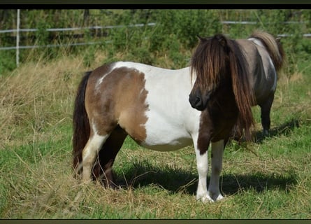 Mini Shetland Pony, Mare, 11 years