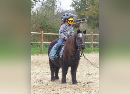 Mini Shetland Pony, Mare, 21 years, 8,1 hh, Black