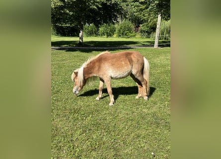 Mini Shetland Pony, Stute, 3 Jahre, 7,2 hh, Fuchs