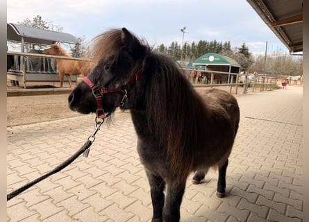 Mini Shetland Pony, Mare, 3 years, 7.3 hh, Grey