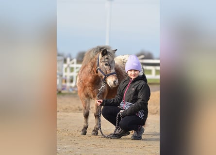 Mini Shetland Pony, Mare, 5 years, 9 hh, Leopard-Piebald