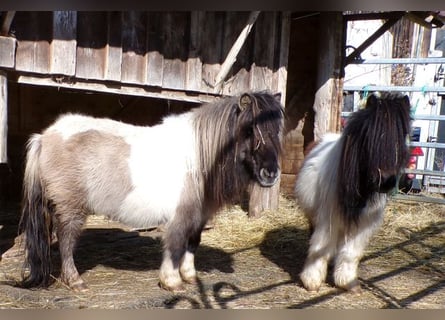Mini Shetland Pony, Mare, 6 years, 7,1 hh, Pinto