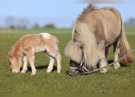 Mini Shetland Pony, Mare, 8 years, 7,1 hh, Champagne