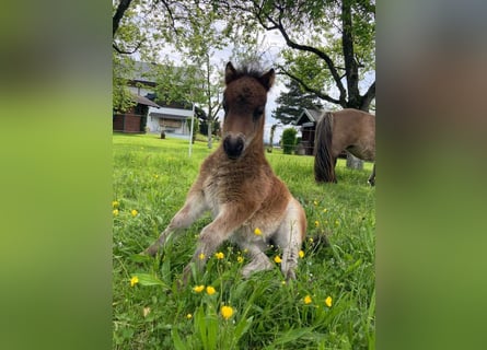 Mini Shetland Pony, Mare, Foal (04/2025), 8,1 hh, Pinto