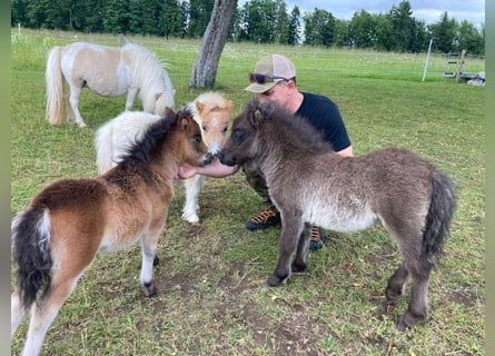 Mini Shetland Pony, Mare, Foal (04/2025), 8,1 hh, Pinto