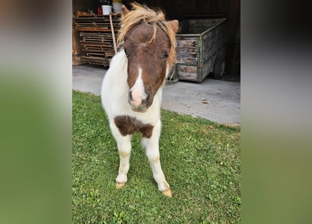 Mini Shetland Pony, Mare, Foal (06/2023), Pinto