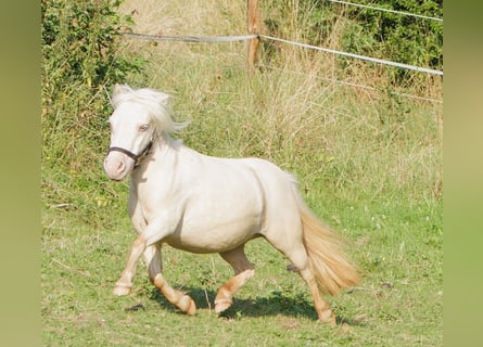 Mini Shetland Pony, Merrie, 11 Jaar, 78 cm, Cremello