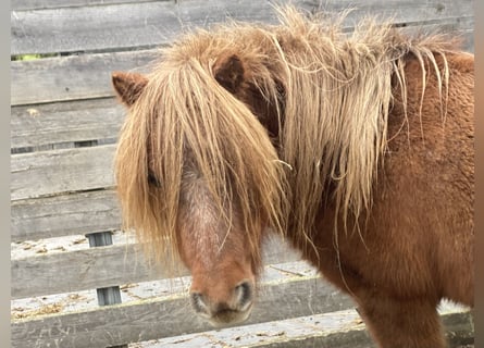 Mini Shetland Pony, Merrie, 15 Jaar, 80 cm, Vos
