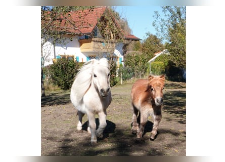 Mini Shetland Pony, Merrie, 17 Jaar, 78 cm, Palomino