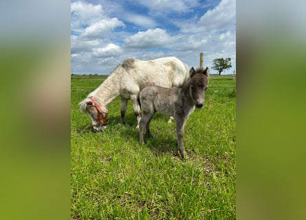 Mini Shetland Pony, Merrie, 17 Jaar, 90 cm