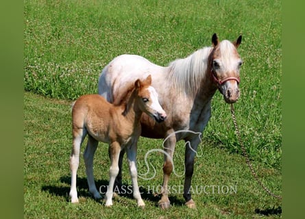 Mini Shetland Pony, Merrie, 6 Jaar, 91 cm, Roan-Red