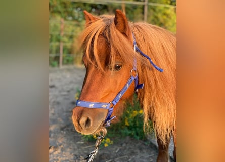 Mini Shetland Pony, Merrie, 9 Jaar, 74 cm, Vos