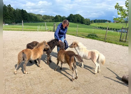 Mini Shetland Pony, Merrie, Veulen (04/2025), 85 cm, Gevlekt-paard