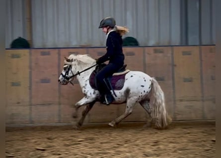 Mini Shetland Pony, Ruin, 8 Jaar, 95 cm, Appaloosa