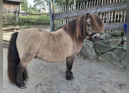 Mini Shetland Pony, Stallion, 13 years, 8 hh, Buckskin