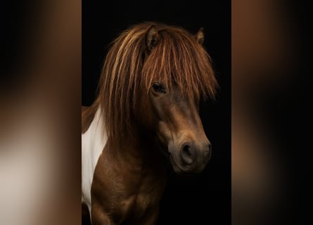 Mini Shetland Pony, Stallion, 15 years, 8,1 hh