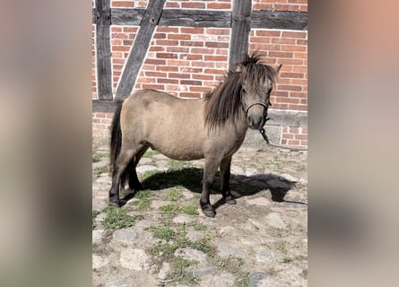 Mini Shetland Pony, Stallion, 1 year, 7.3 hh, Dun