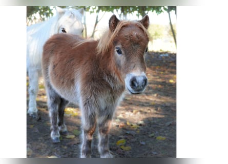 Mini Shetland Pony, Stallion, Foal (06/2023), 7.2 hh, Chestnut-Red