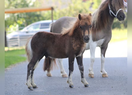 Mini Shetland Pony, Stallion, Foal (01/2023), Chestnut