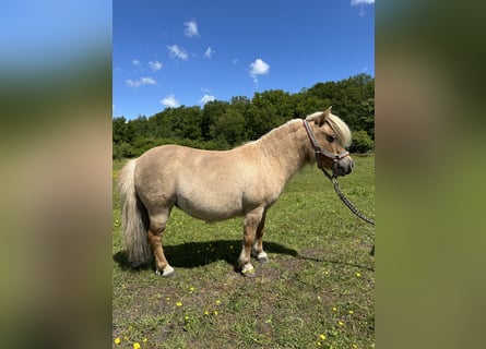 Mini Shetland Pony, Stute, 12 Jahre, Palomino