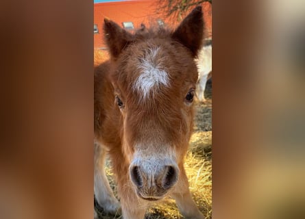 Mini Shetland Pony, Stute, 1 Jahr, 83 cm, Fuchs