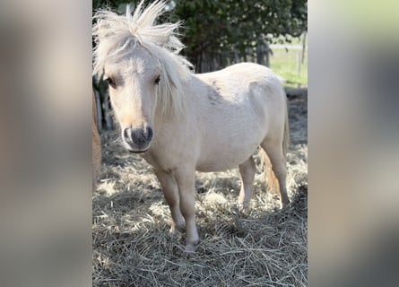 Mini Shetland Pony, Stute, 1 Jahr, 85 cm
