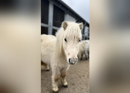 Mini Shetland Pony, Stute, 3 Jahre, 78 cm, Palomino