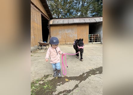 Mini Shetland Pony, Stute, 8 Jahre, 80 cm, Schwarzbrauner