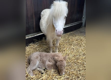 Mini Shetland Pony, Stute, 9 Jahre, 79 cm, Cremello
