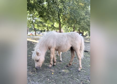 Mini Shetland Pony, Stute, Fohlen (01/2026), 75 cm, Palomino