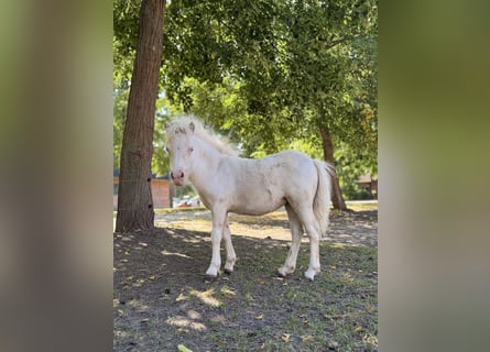 Mini Shetland Pony, Stute, Fohlen (01/2026), 75 cm, Schecke