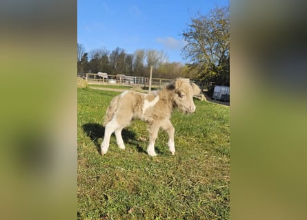 Mini Shetland Pony, Stute, Fohlen (01/2026), 75 cm, Schecke