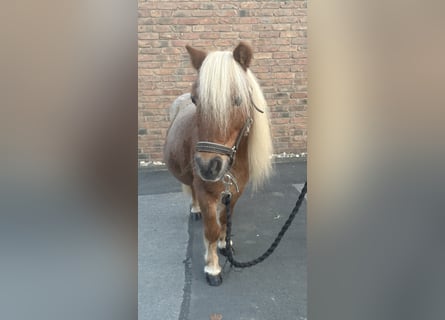 Mini Shetland Pony, Wallach, 14 Jahre, 90 cm, Braunfalbschimmel