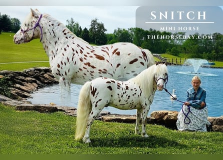 Miniatura americano, Caballo castrado, 9 años, 91 cm, White/Blanco