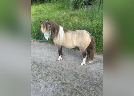 Miniatura americano, Semental, 9 años, 90 cm, Buckskin/Bayo