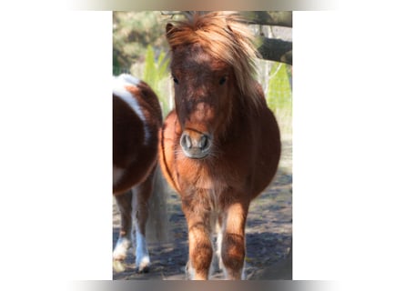 Minishetlandsponny, Hingst, 2 år, 78 cm, fux