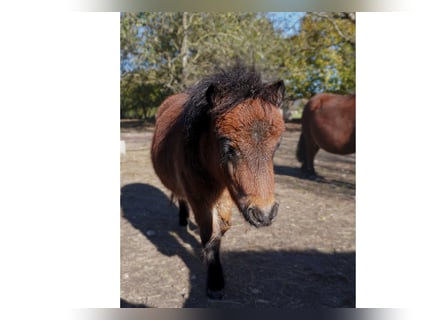 Minishetlandsponny, Hingst, Föl (04/2023), 77 cm, Brun